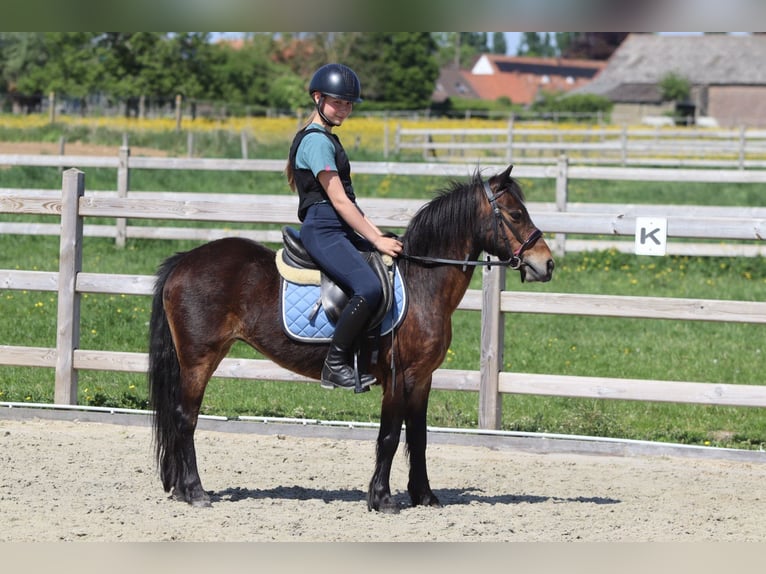 Weitere Ponys/Kleinpferde Stute 7 Jahre 121 cm Brauner in Bogaarden