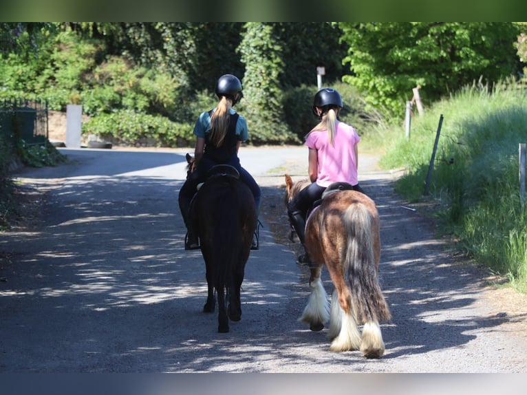 Weitere Ponys/Kleinpferde Stute 7 Jahre 121 cm Brauner in Bogaarden