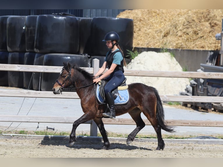 Weitere Ponys/Kleinpferde Stute 7 Jahre 121 cm Brauner in Bogaarden