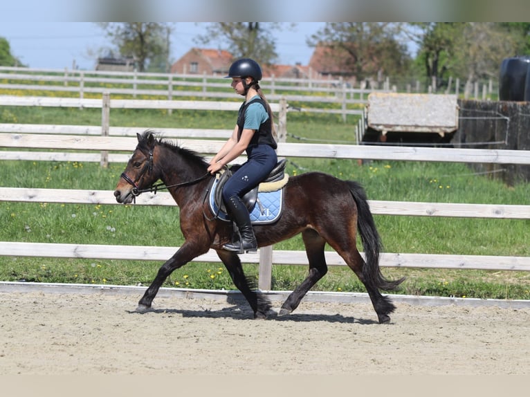 Weitere Ponys/Kleinpferde Stute 7 Jahre 121 cm Brauner in Bogaarden