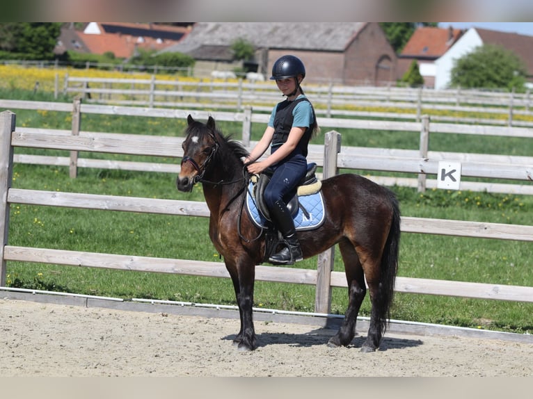 Weitere Ponys/Kleinpferde Stute 7 Jahre 121 cm Brauner in Bogaarden