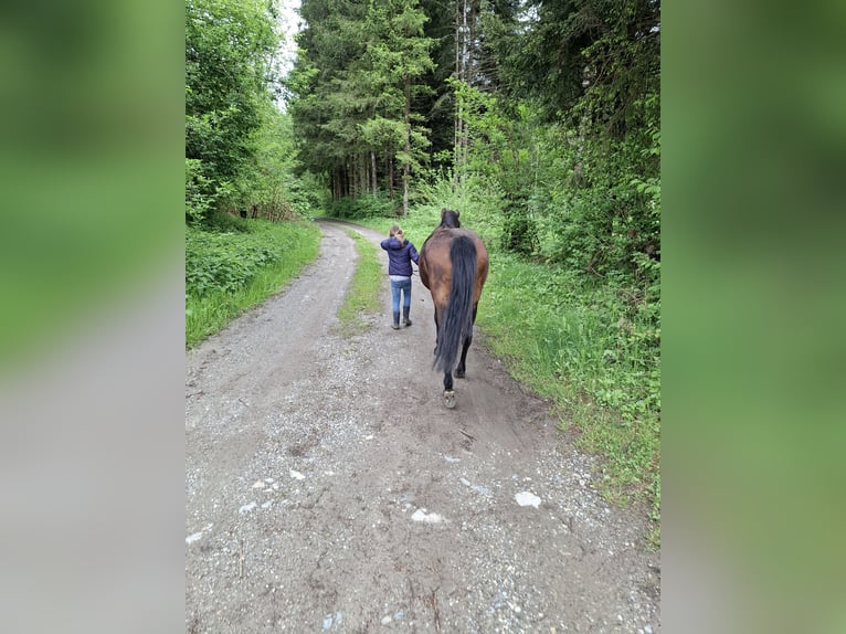 Weitere Ponys/Kleinpferde Stute 7 Jahre 128 cm Brauner in Weißkirchen