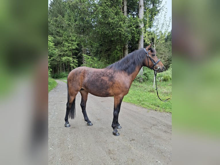 Weitere Ponys/Kleinpferde Stute 7 Jahre 128 cm Brauner in Weißkirchen