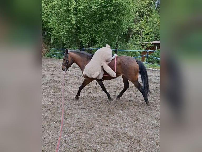 Weitere Ponys/Kleinpferde Stute 7 Jahre 128 cm Brauner in Weißkirchen