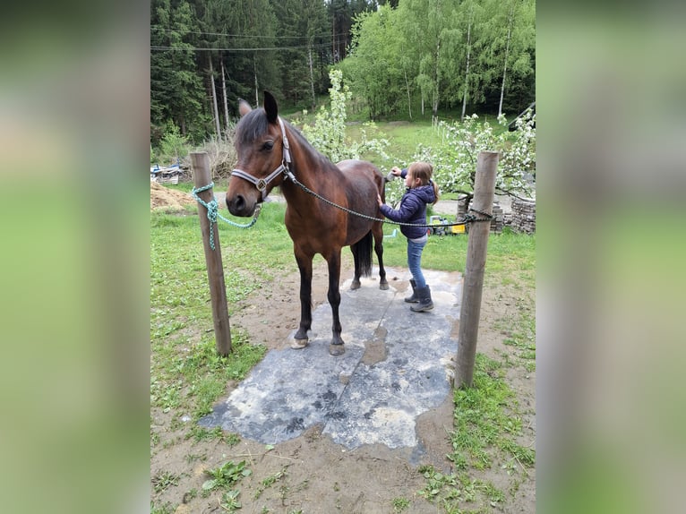 Weitere Ponys/Kleinpferde Stute 7 Jahre 128 cm Brauner in Weißkirchen