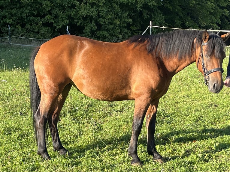 Weitere Ponys/Kleinpferde Stute 7 Jahre 136 cm Brauner in Ursensollen