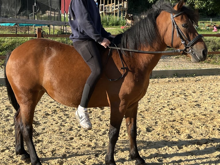 Weitere Ponys/Kleinpferde Stute 7 Jahre 136 cm Brauner in Ursensollen