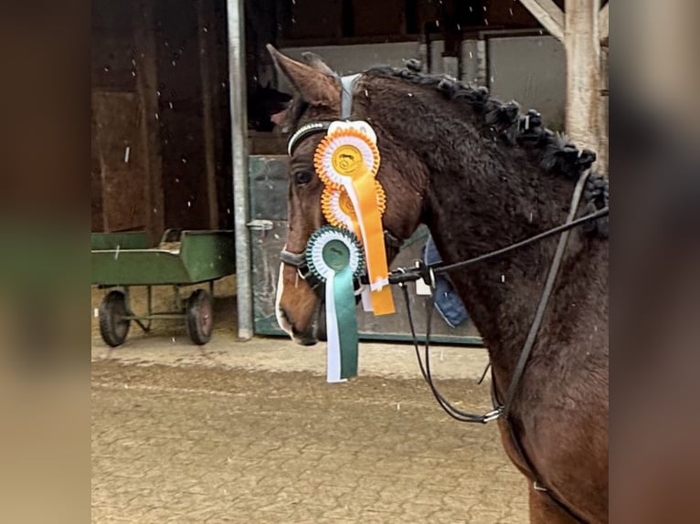 Weitere Ponys/Kleinpferde Stute 7 Jahre 140 cm Brauner in Kloster Schäftlarn