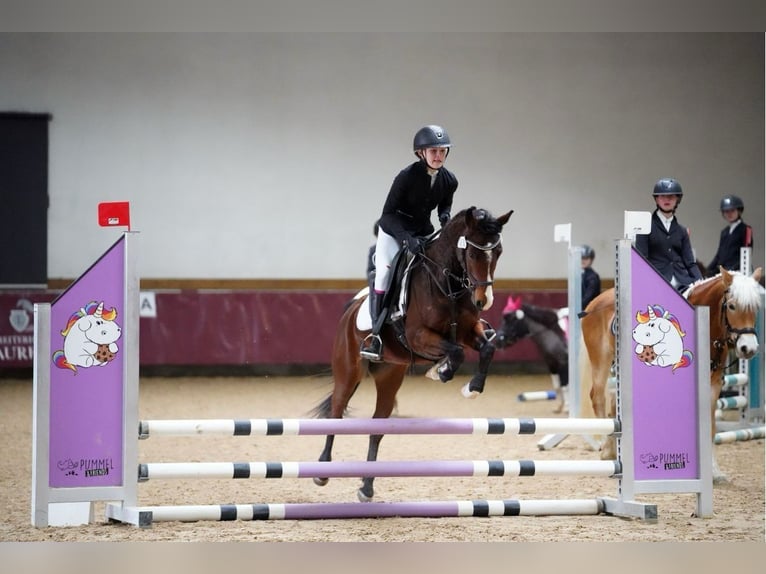 Weitere Ponys/Kleinpferde Stute 7 Jahre 140 cm Brauner in Kloster Schäftlarn