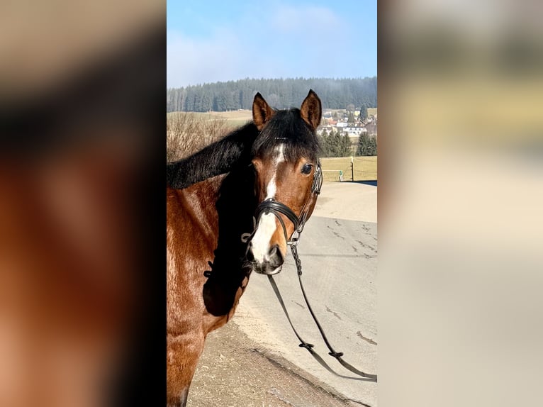 Weitere Ponys/Kleinpferde Stute 7 Jahre 142 cm Brauner in Pelmberg