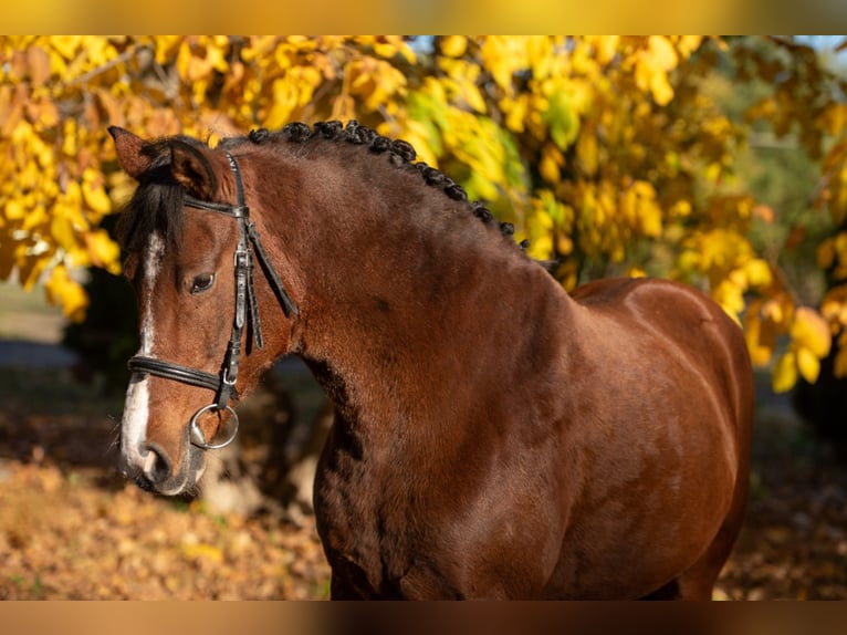 Weitere Ponys/Kleinpferde Stute 7 Jahre 144 cm Brauner in Békéscsaba Weitere Ponys/Kleinpferde Stute 7 Jahre 144 cm Brauner in Békéscsaba