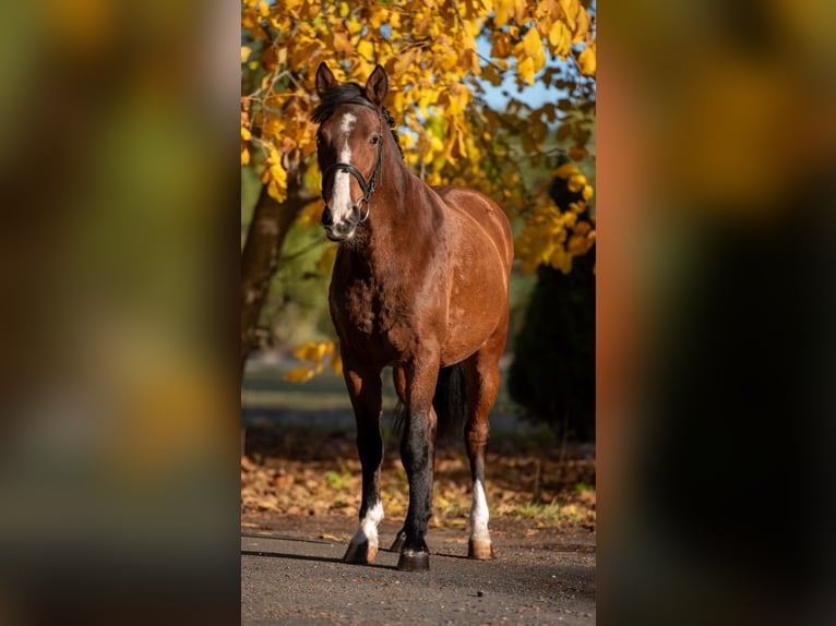 Weitere Ponys/Kleinpferde Stute 7 Jahre 144 cm Brauner in Békéscsaba Weitere Ponys/Kleinpferde Stute 7 Jahre 144 cm Brauner in Békéscsaba