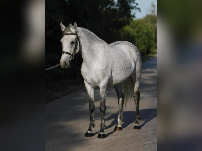 Weitere Ponys/Kleinpferde Stute 7 Jahre 144 cm Schimmel in Gyula