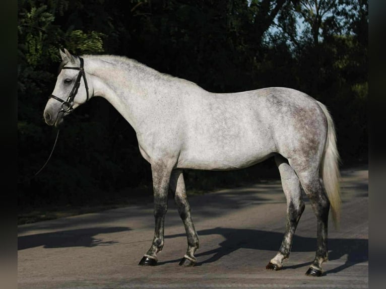 Weitere Ponys/Kleinpferde Stute 7 Jahre 144 cm Schimmel in Gyula