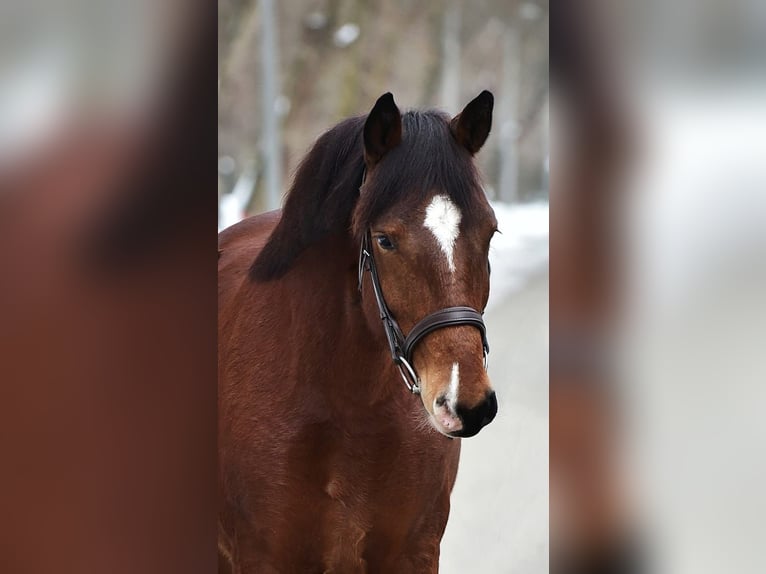 Weitere Ponys/Kleinpferde Stute 7 Jahre 145 cm Brauner in Gyula