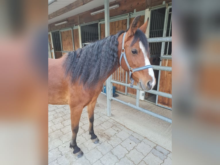 Weitere Ponys/Kleinpferde Mix Stute 7 Jahre 145 cm Brauner in Memmingen Weitere Ponys/Kleinpferde Mix Stute 7 Jahre 145 cm Brauner in Memmingen