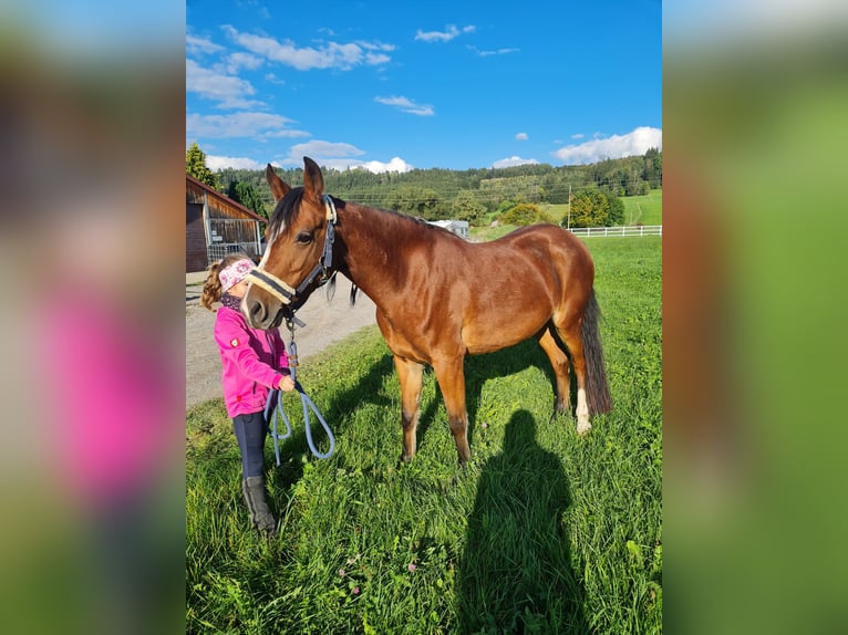 Weitere Ponys/Kleinpferde Mix Stute 7 Jahre 145 cm Brauner in Memmingen Weitere Ponys/Kleinpferde Mix Stute 7 Jahre 145 cm Brauner in Memmingen