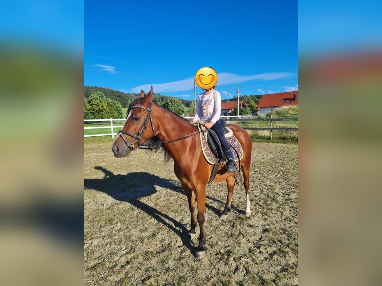 Weitere Ponys/Kleinpferde Mix Stute 7 Jahre 145 cm Brauner in Memmingen Weitere Ponys/Kleinpferde Mix Stute 7 Jahre 145 cm Brauner in Memmingen