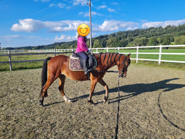 Weitere Ponys/Kleinpferde Mix Stute 7 Jahre 145 cm Brauner in Memmingen Weitere Ponys/Kleinpferde Mix Stute 7 Jahre 145 cm Brauner in Memmingen