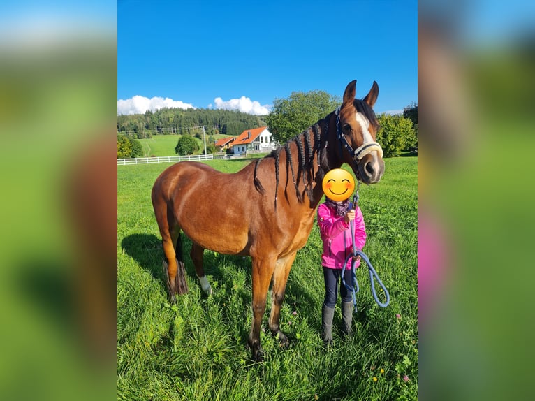 Weitere Ponys/Kleinpferde Mix Stute 7 Jahre 145 cm Brauner in Memmingen Weitere Ponys/Kleinpferde Mix Stute 7 Jahre 145 cm Brauner in Memmingen