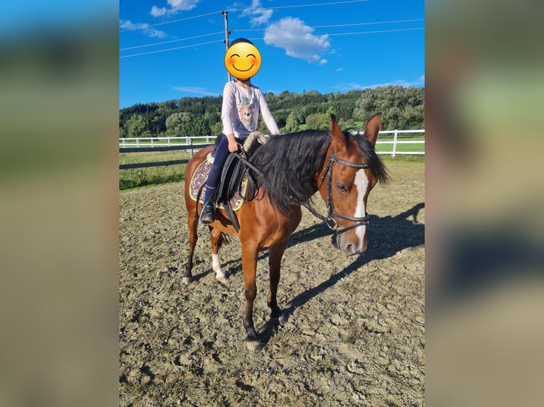 Weitere Ponys/Kleinpferde Mix Stute 7 Jahre 145 cm Brauner in Memmingen Weitere Ponys/Kleinpferde Mix Stute 7 Jahre 145 cm Brauner in Memmingen