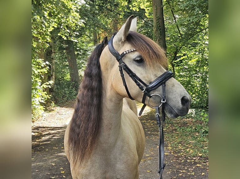Weitere Ponys/Kleinpferde Stute 7 Jahre 145 cm Falbe in Wachtendonk