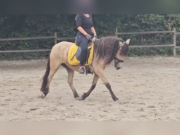 Weitere Ponys/Kleinpferde Stute 7 Jahre 145 cm Falbe in Wachtendonk