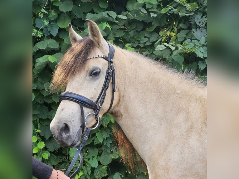 Weitere Ponys/Kleinpferde Stute 7 Jahre 145 cm Falbe in Wachtendonk