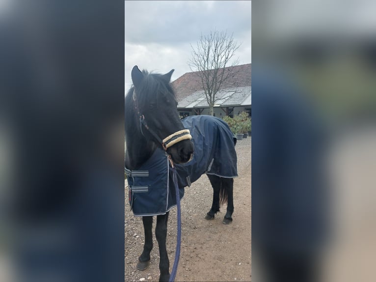 Weitere Ponys/Kleinpferde Mix Stute 7 Jahre 145 cm Rappe in Tulln an der Donau