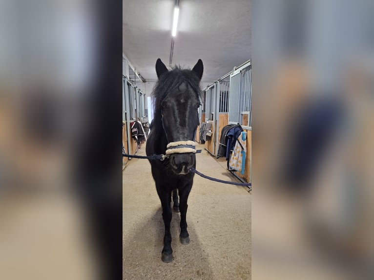 Weitere Ponys/Kleinpferde Mix Stute 7 Jahre 145 cm Rappe in Tulln an der Donau