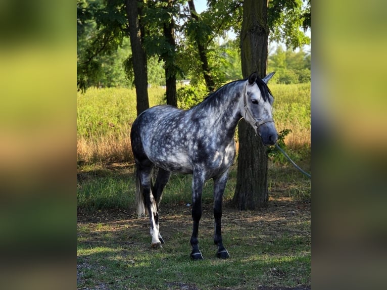 Weitere Ponys/Kleinpferde Stute 7 Jahre 145 cm Schimmel in Csabacs&#x171;d