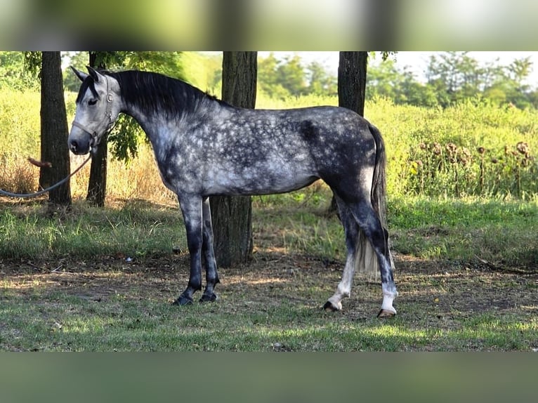 Weitere Ponys/Kleinpferde Stute 7 Jahre 145 cm Schimmel in Csabacs&#x171;d