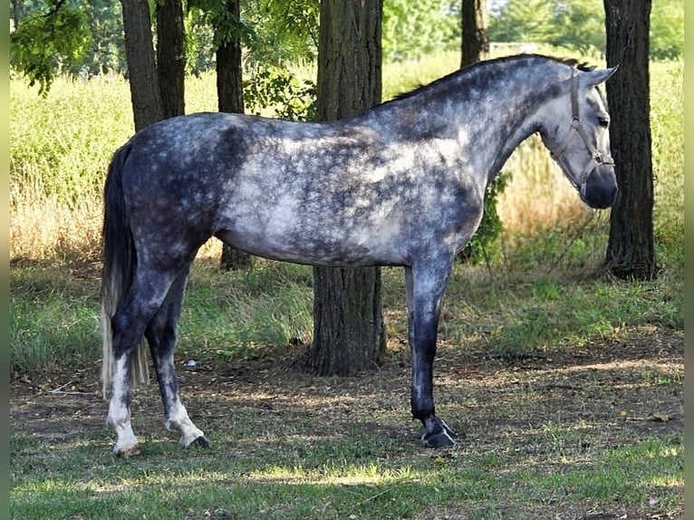 Weitere Ponys/Kleinpferde Stute 7 Jahre 145 cm Schimmel in Csabacs&#x171;d