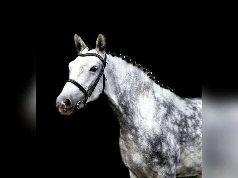 Weitere Ponys/Kleinpferde Stute 7 Jahre 145 cm Schimmel in Gyula