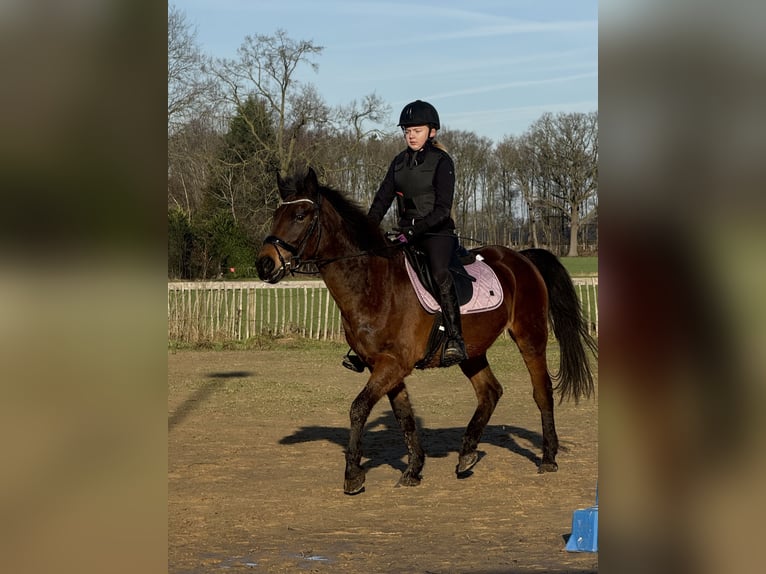 Weitere Ponys/Kleinpferde Stute 7 Jahre 146 cm Dunkelbrauner in Wortel