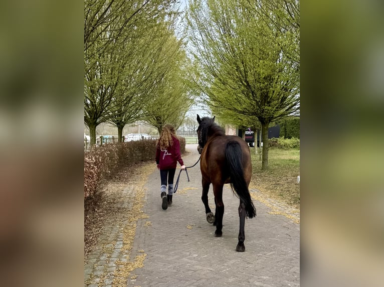 Weitere Ponys/Kleinpferde Stute 7 Jahre 146 cm Dunkelbrauner in Wortel