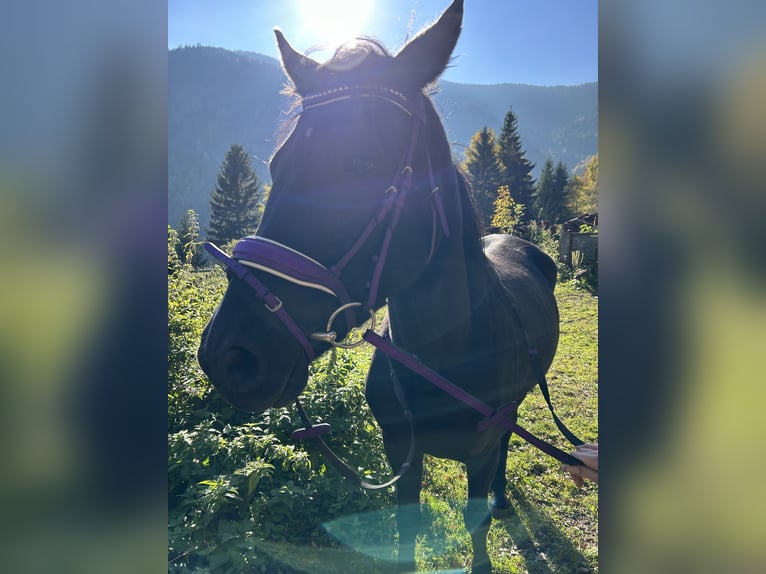 Weitere Ponys/Kleinpferde Stute 7 Jahre 146 cm Rappe in Glödnitz