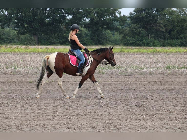 Weitere Ponys/Kleinpferde Stute 7 Jahre 146 cm Schecke in Burgdorf