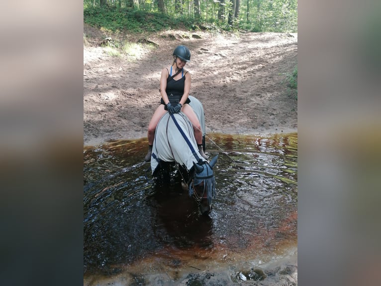 Weitere Ponys/Kleinpferde Stute 7 Jahre 146 cm Schecke in Burgdorf