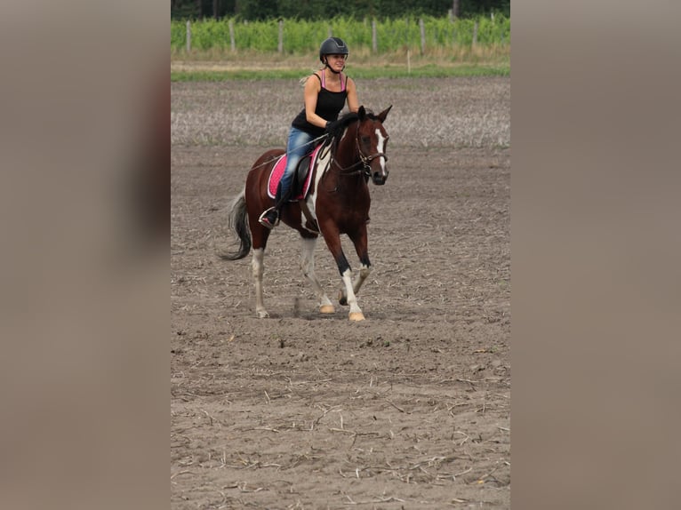 Weitere Ponys/Kleinpferde Stute 7 Jahre 146 cm Schecke in Burgdorf