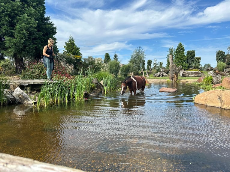 Weitere Ponys/Kleinpferde Stute 7 Jahre 146 cm Schecke in Burgdorf