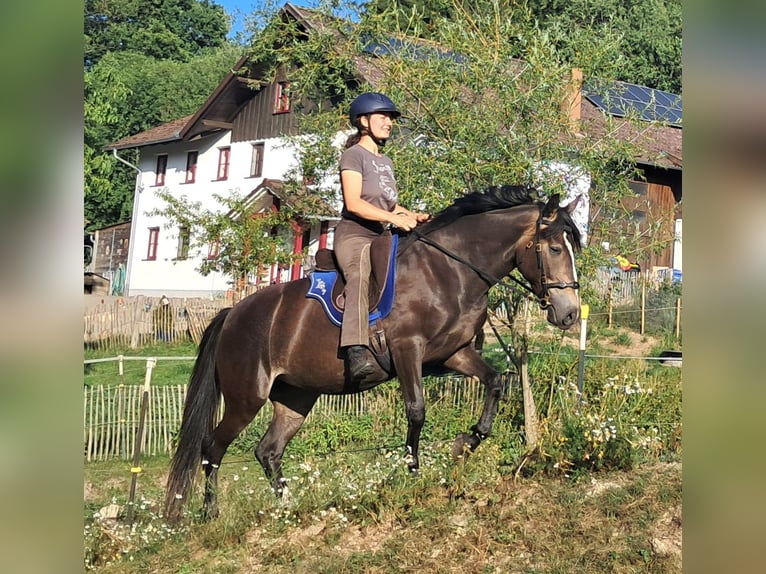 Weitere Ponys/Kleinpferde Stute 7 Jahre 147 cm Dunkelbrauner in Bayerbach