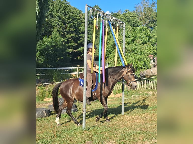 Weitere Ponys/Kleinpferde Stute 7 Jahre 147 cm Dunkelbrauner in Bayerbach