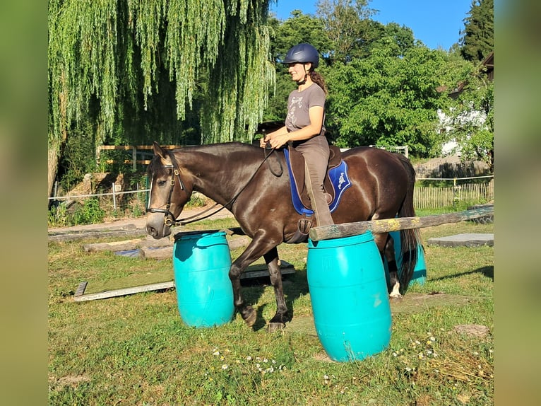 Weitere Ponys/Kleinpferde Stute 7 Jahre 147 cm Dunkelbrauner in Bayerbach