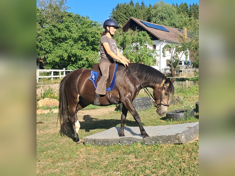 Weitere Ponys/Kleinpferde Stute 7 Jahre 147 cm Dunkelbrauner in Bayerbach