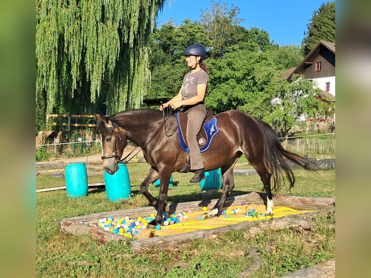 Weitere Ponys/Kleinpferde Stute 7 Jahre 147 cm Dunkelbrauner in Bayerbach