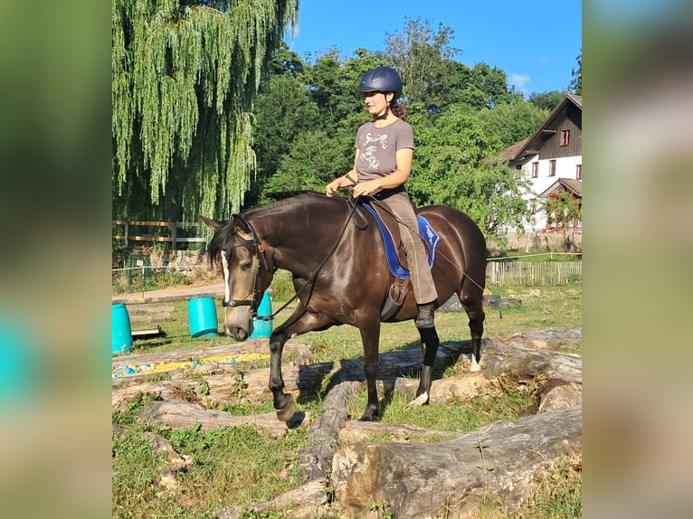 Weitere Ponys/Kleinpferde Stute 7 Jahre 147 cm Dunkelbrauner in Bayerbach
