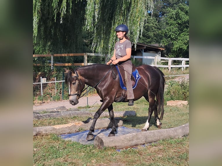 Weitere Ponys/Kleinpferde Stute 7 Jahre 147 cm Dunkelbrauner in Bayerbach