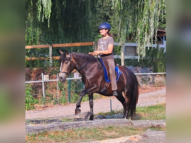 Weitere Ponys/Kleinpferde Stute 7 Jahre 147 cm Dunkelbrauner in Bayerbach