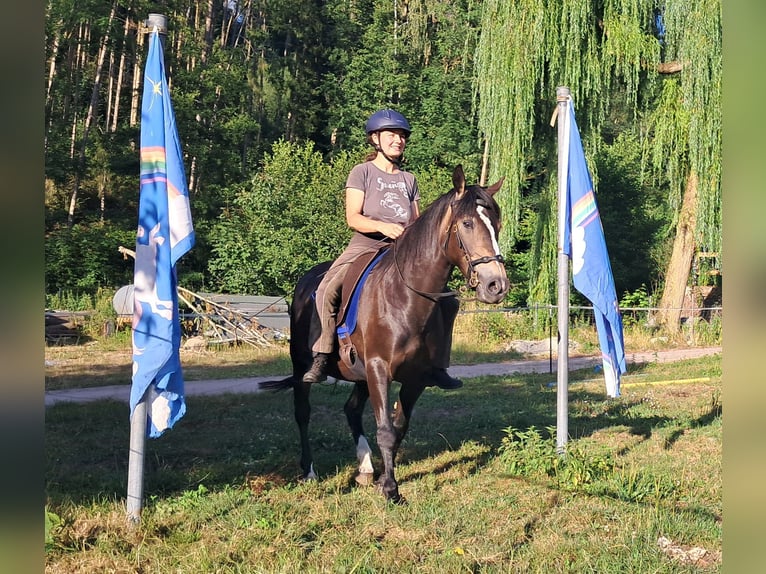 Weitere Ponys/Kleinpferde Stute 7 Jahre 147 cm Dunkelbrauner in Bayerbach